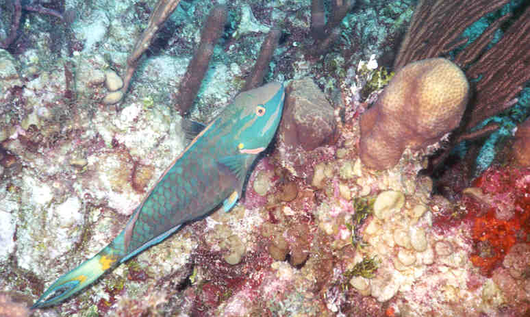 parrotfish.jpg